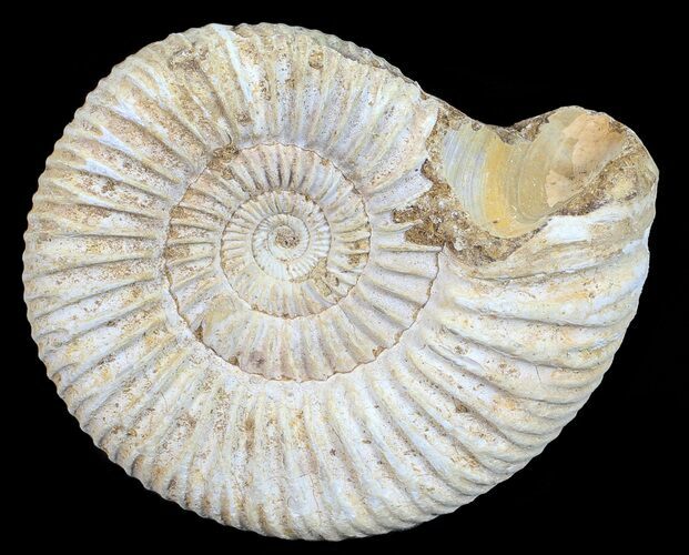 Perisphinctes Ammonite - Jurassic #54220